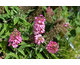 Buddleja davidii Tiny Buddy Hot Pink