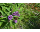 Buddleja davidii Tiny Buddy Violet