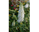 Buddleja davidii White Profusion