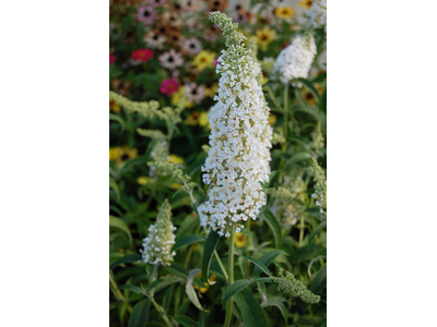 Buddleja davidii