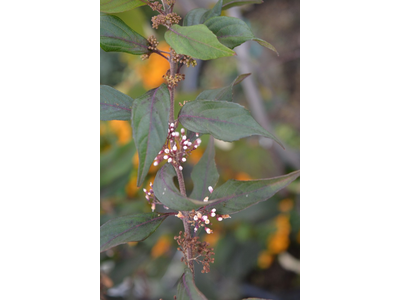 Callicarpa