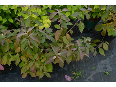 Callicarpa bodinieri