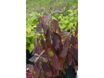 Callicarpa bodinieri