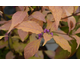 Callicarpa bodinieri Magical ® Deep Purple