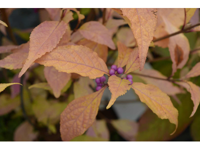 Callicarpa bodinieri