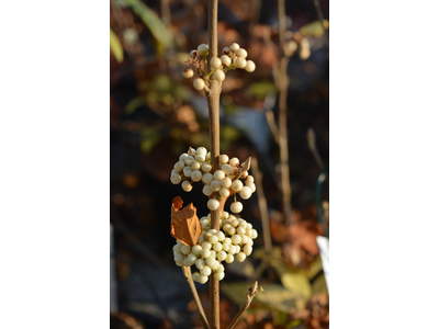 Callicarpa bodinieri