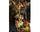 Callicarpa bodinieri Magical ® Snowqueen