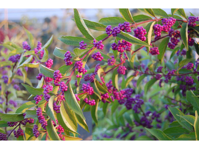 Callicarpa dichotoma