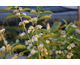 Callicarpa dichotoma f. albifructa