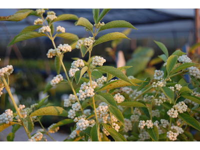 Callicarpa dichotoma f. albifructa