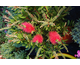 Callistemon None