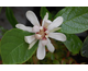 Calycanthus