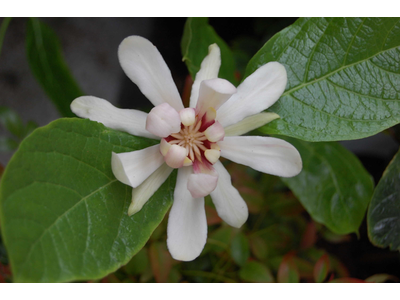 Calycanthus