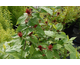 Calycanthus floridus None