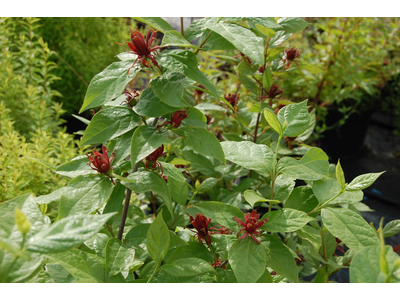 Calycanthus floridus