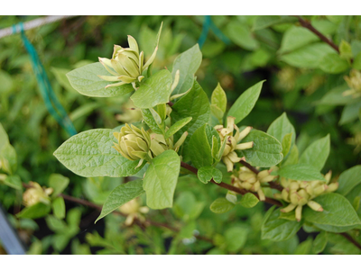 Calycanthus floridus