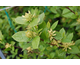 Calycanthus floridus