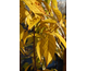 Calycanthus praecox (Chimonanthus fragrans) 