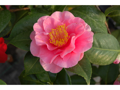 Camellia japonica