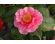 Camellia japonica