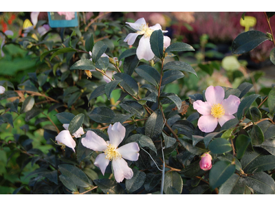 Camellia sasanqua