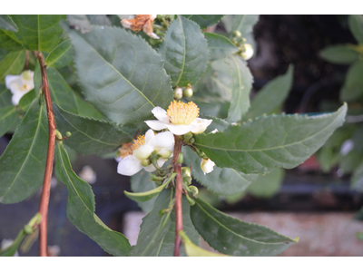 Camellia sinensis