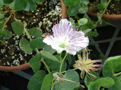 Capparis spinosa