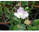 Capparis spinosa 