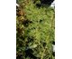Caragana arborescens Lorbergii