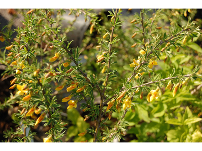 Caragana aurantiaca
