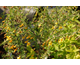 Caragana aurantiaca 