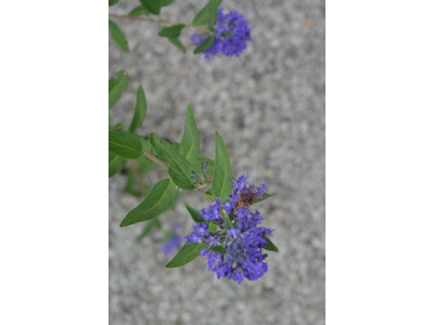 Caryopteris clandonensis