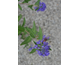 Caryopteris clandonensis First Choice