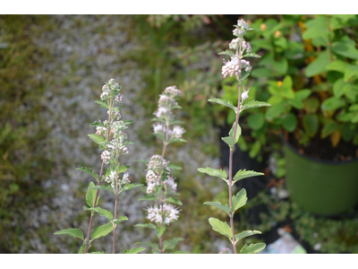 Caryopteris clandonensis