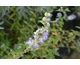 Caryopteris clandonensis White Surprise