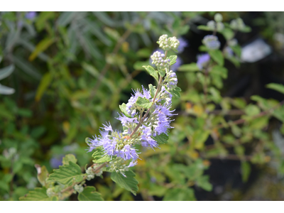 Caryopteris clandonensis