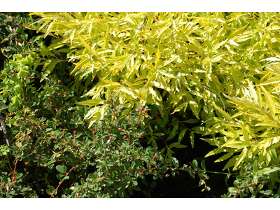 Caryopteris clandonensis