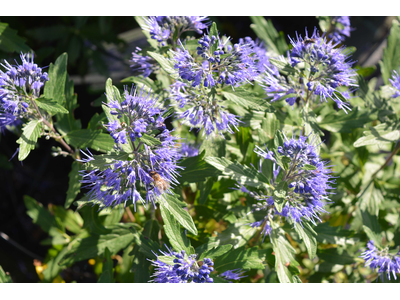 Caryopteris clandonensis