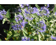 Caryopteris clandonensis Blue Balloon ®