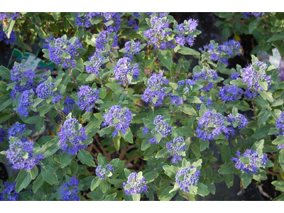 Caryopteris clandonensis