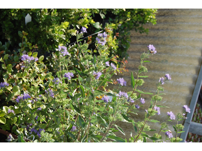 Caryopteris clandonensis