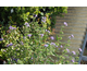 Caryopteris clandonensis Kew Blue