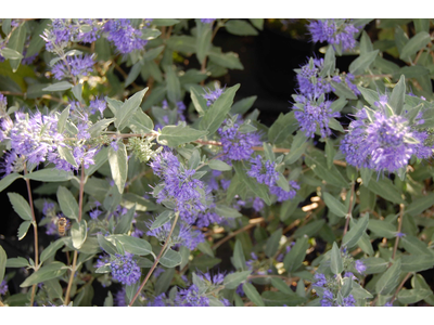 Caryopteris clandonensis