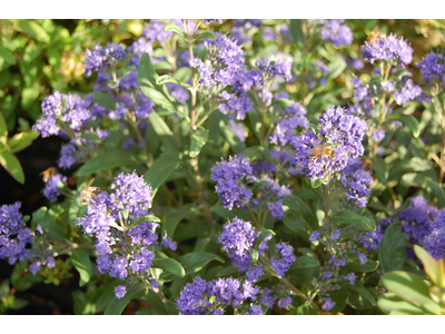 Caryopteris clandonensis