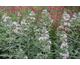 Caryopteris clandonensis Pink Perfection ®