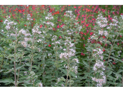 Caryopteris clandonensis