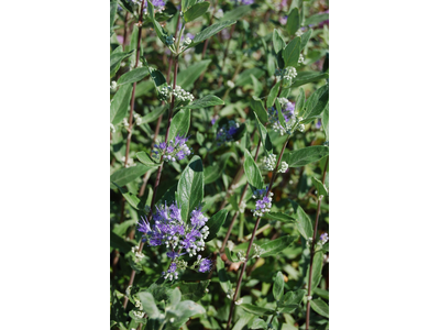 Caryopteris clandonensis