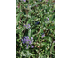 Caryopteris clandonensis Tethis ®