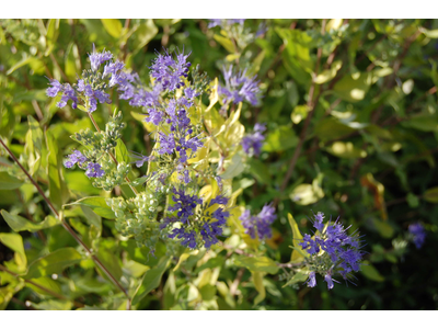Caryopteris clandonensis