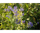 Caryopteris clandonensis Worchester Gold